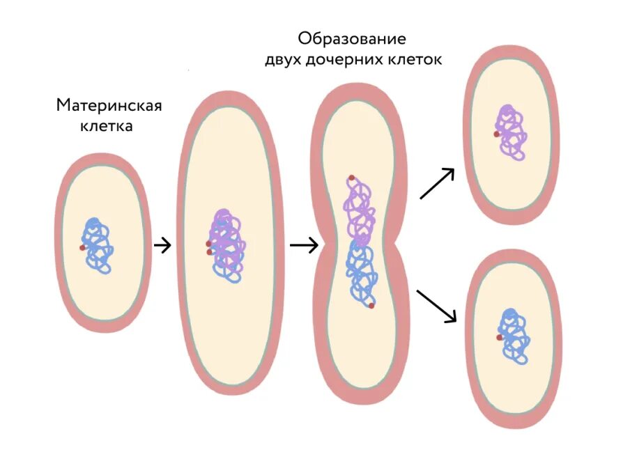 Схема деления бактериальной клетки. Бинарное деление бактерий схема. Бинарное деление бактериальной клетки. Бинарное деление клетки бактерий. Деление клетки спорообразованием