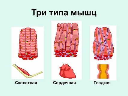 Типы мышц человека