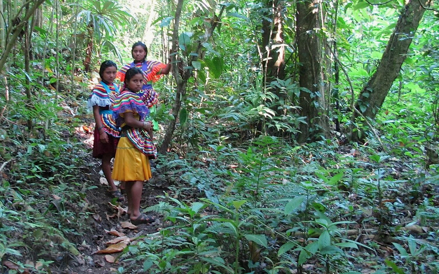 Джунгли Мексики Selva Lacandona. SONSELVA_Mallorca son Selva Permaculture. Selva lapiedra