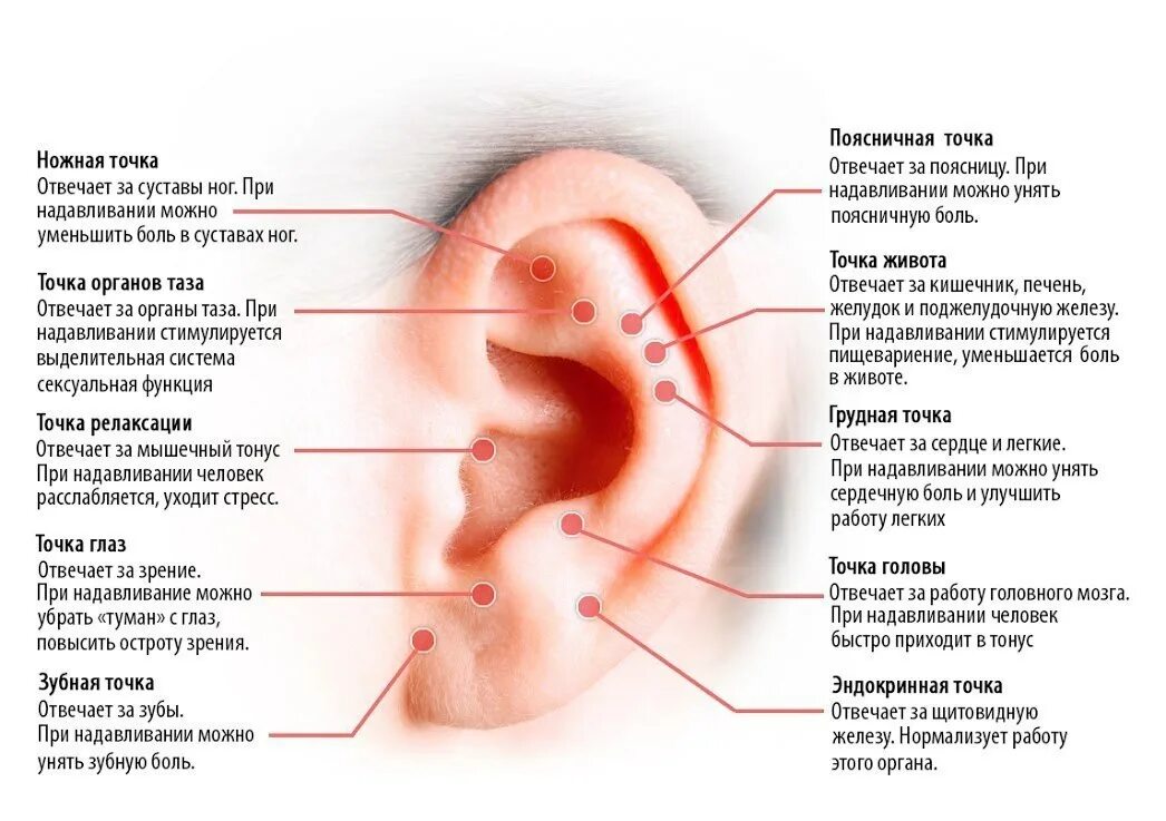 Ушная раковина какое ухо. Биологически активные точки на ухе схема. Точки акупунктуры на ушной раковине. Акупунктурные точки ушной раковины. Акупунктурные точки на ухе для снижения веса.