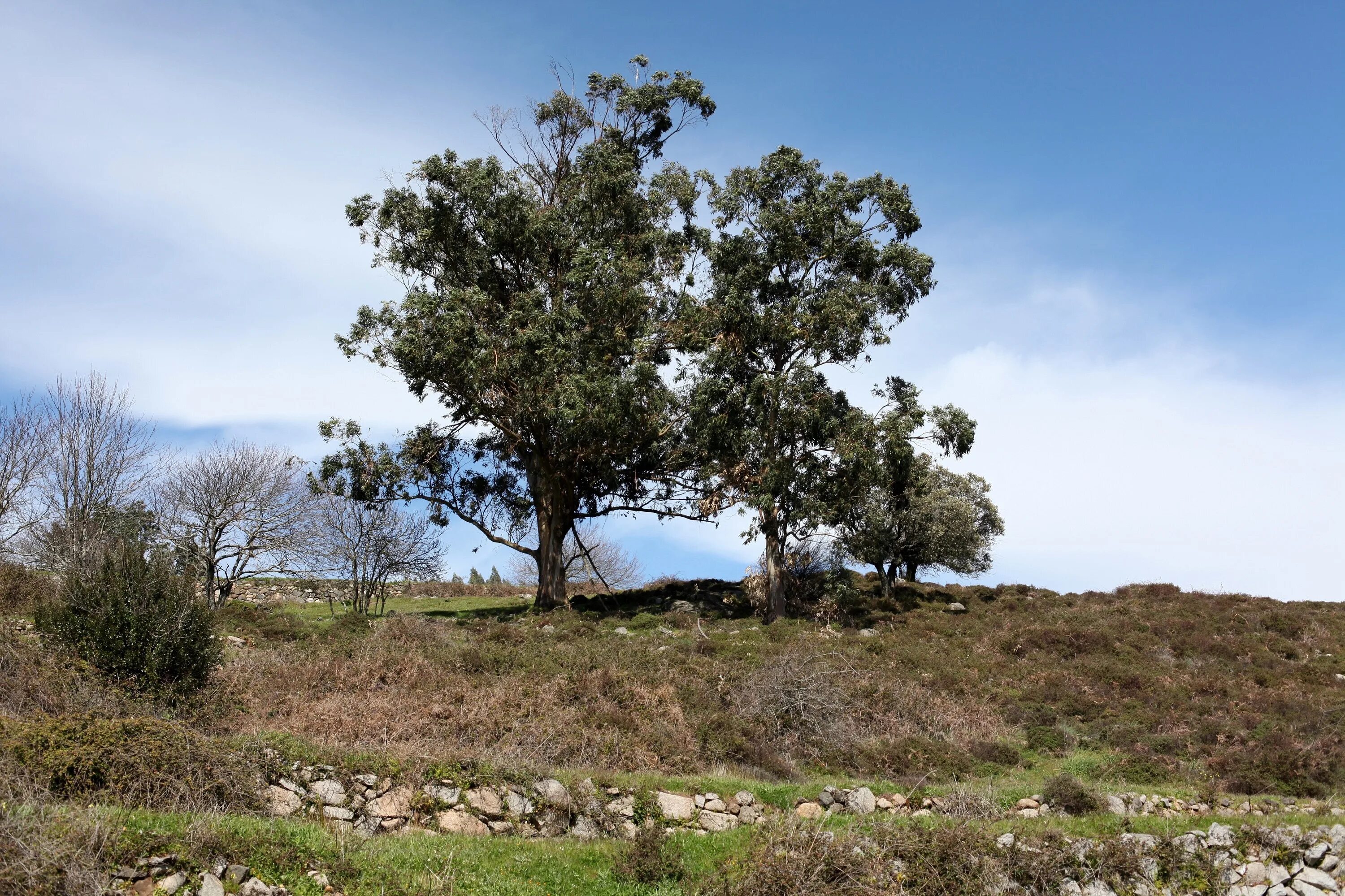 Wild trees. Wild tree. Лиственный лес. Отдельно стоящее дерево в ночной саванне. Национальный парк «редвуд» калифорния, сша.