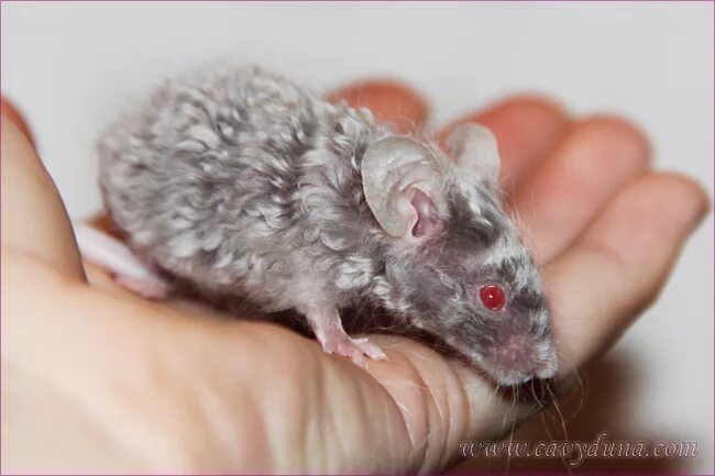 черный агути крыса. золотой сирийский хомяк длинношерстный. сирийский хомяк длинношерстный. крыса дамбо длинношерстная. сатиновые декоративные крысы.