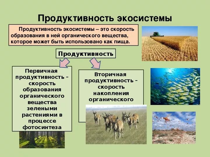 Большая биомасса первичной продукции. Продуктивность биогеоценоза. Продуктивность наземных и водных экосистем. Первичная продуктивность экосистемы. Первичная продукция Агросистемы.