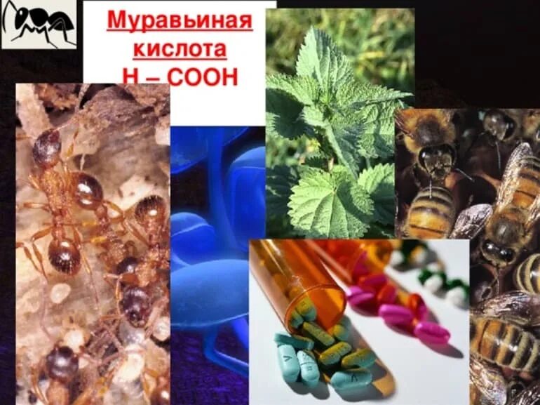 Муравьиная кислота реагенты. Муравьиная кислота. Муравьиная кислота применяется. Муравьиная кислота кислота. Муравьиная кислота содержится.