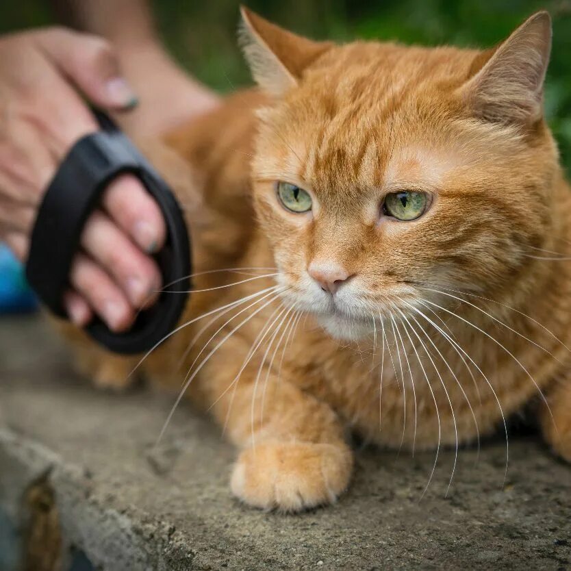 Расчесывание кота. Вычесать кота. Причесанный кот. Кота чешут. Кошек доверия