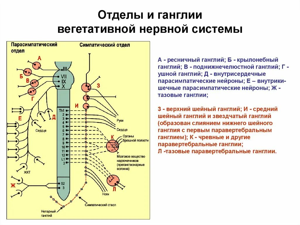 Локализация вегетативных ганглиев симпатической нервной. Ганглий вегетативной нервной системы функции. Типы ганглиев симпатической нервной системы. Симпатического отдела ВНС ганглии. Вегетативным является ядром