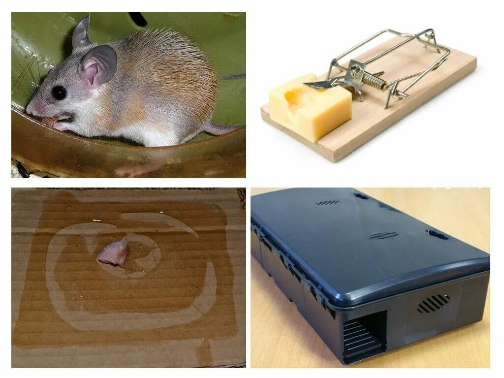 Способы избавиться от мышей. Мышь в квартире. Мыши в частном доме. Домики для мышей с отравой. Эффективное средство от мышей в частном.