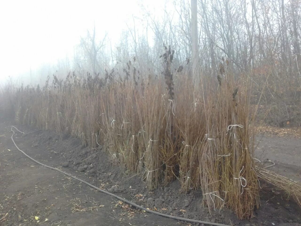 Питомник курские корни. Корень жизни. Курские корни питомник растений. Курские корни курск. Курские корни каталог.