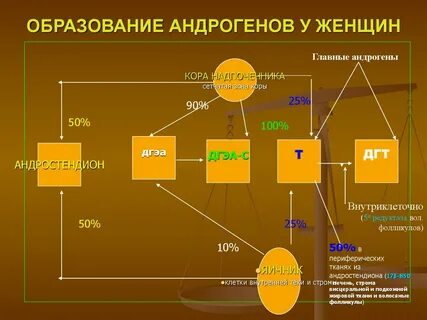 Образуется в женском организме