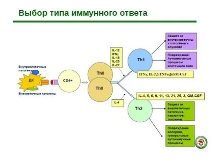 Основной этап иммунного ответа
