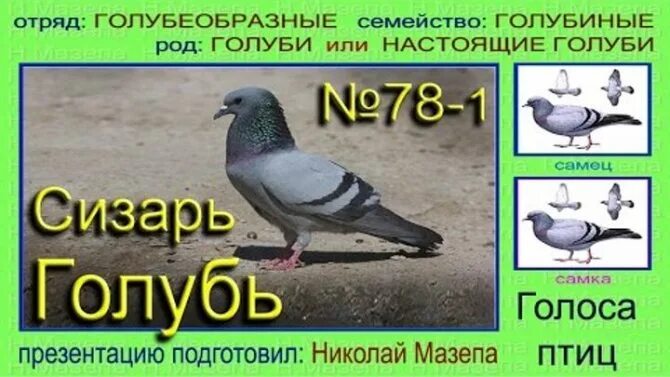 Как издать звук голубя. Голубь самка и самец отличия. Как отличить голубя от Голубк. Голубь самец. Самка голубя.