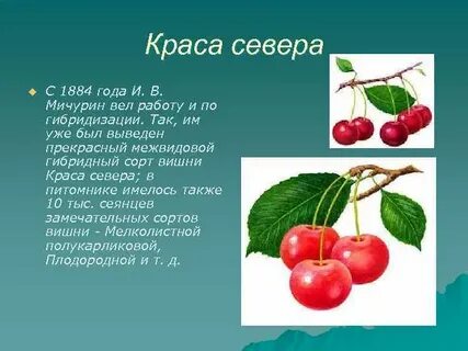 Описание сорта краса севера