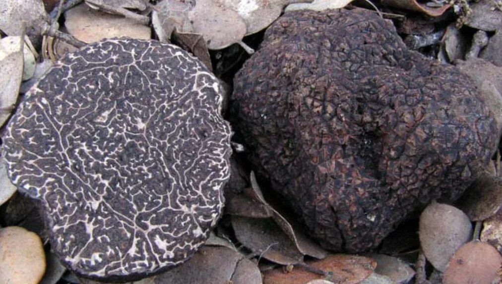 Как найти трюфель. Tuber melanosporum трюфель. черный перигорский трюфель. перигорский трюфель. ложный трюфель, олений трюфель.