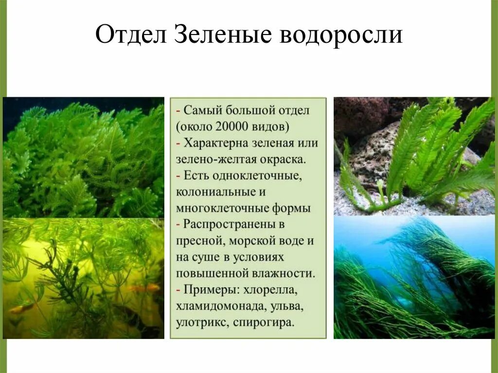 Вывод водорослей. Chlorophyta отдел зелёные водоросли. Водоросли презентация. Водоросли биология презентация. Зеленые водоросли презентация.