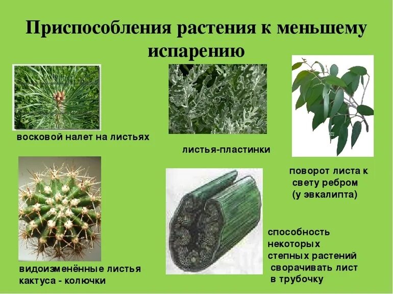 Подорожник описание. Строение побега цветкового растения. Не менее 1 листа. Подорожник 3 класс. Клевер луговой лекарственное рас.