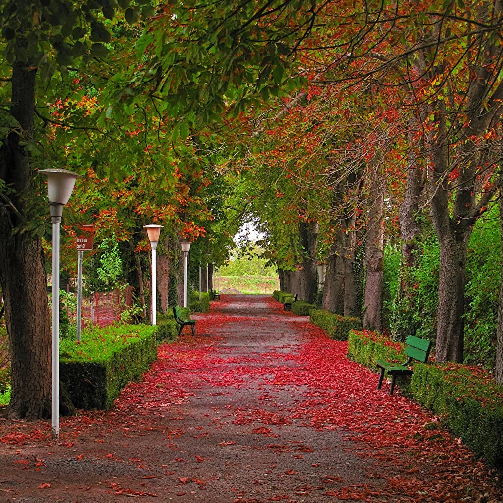 Парк аллея лавочка. Аллея в парке. Красивые деревья в парке. Парк никулинской аллеи. Усадьба остафьево липовая аллея.