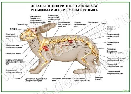 Органы эндокринного аппарата