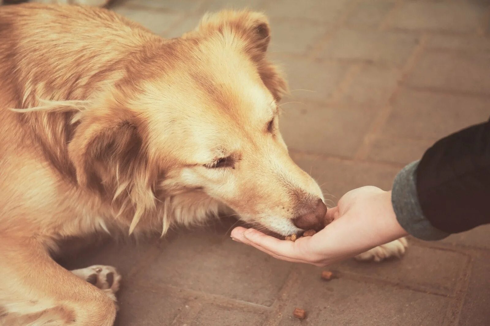 Рука дает собаке еду. Бездомные собаки. Покорми бездомное животное. Покормил бездомную собаку. Покормить бездомных животных.