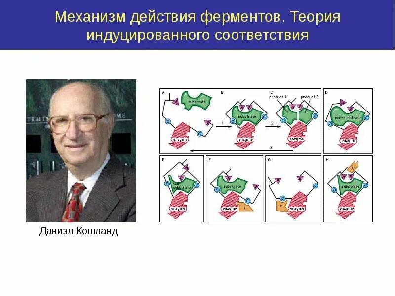 Теория индуцированного соответствия Кошланда. Гипотеза Фишера и Кошланда. Дэниел Кошланд. Теория Кошланда ферменты.