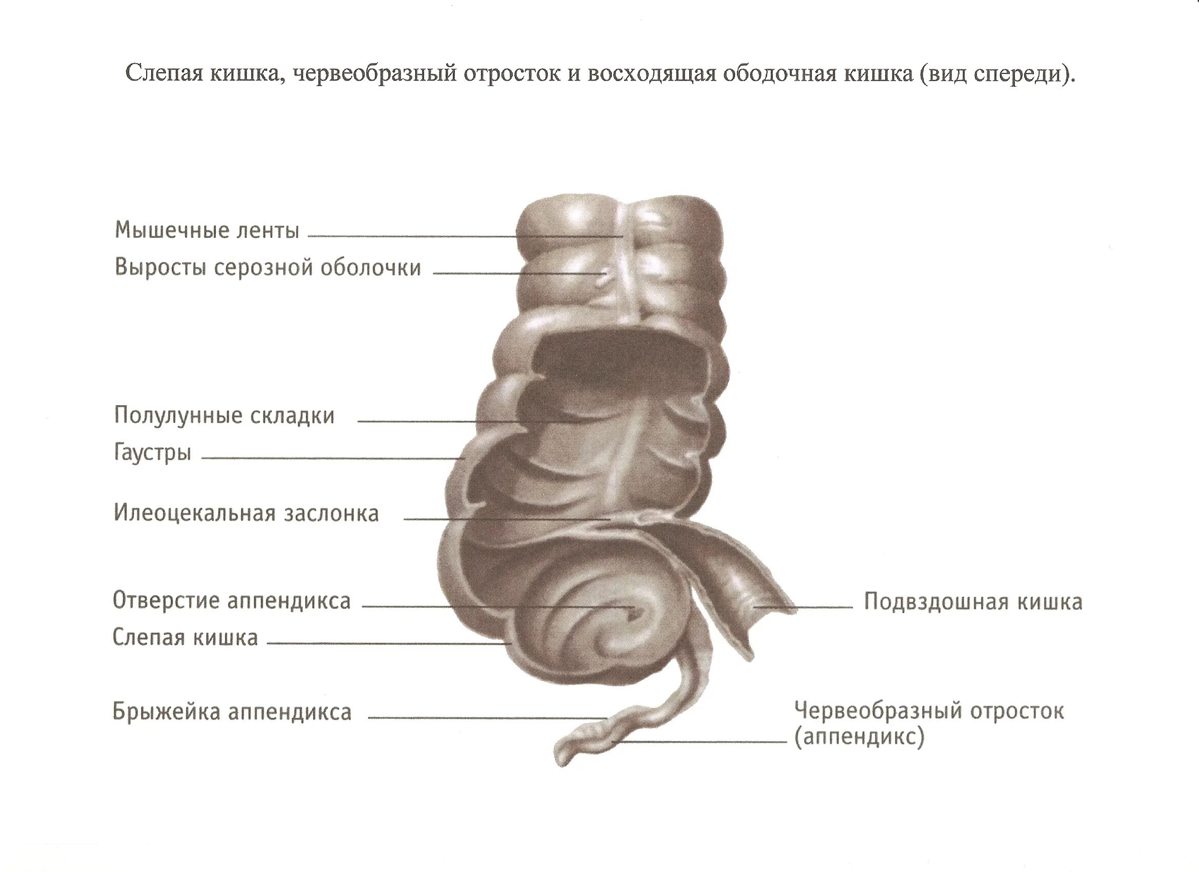 Слепая кишка части. Слепая ободочная и прямая кишка. Слепая кишка червеобразный отросток и восходящая ободочная кишка. Гаустры ободочной кишки. Сальниковый отросток слепой кишки.