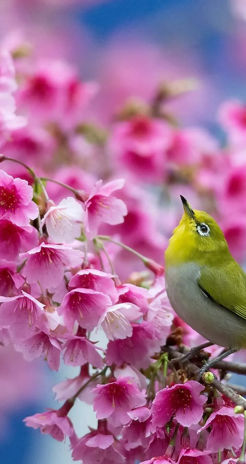 Spring singing. Весенние заставки на телефон. Красивая природа с птичками. Красивые весенние птицы на цветах. Птицы весной.