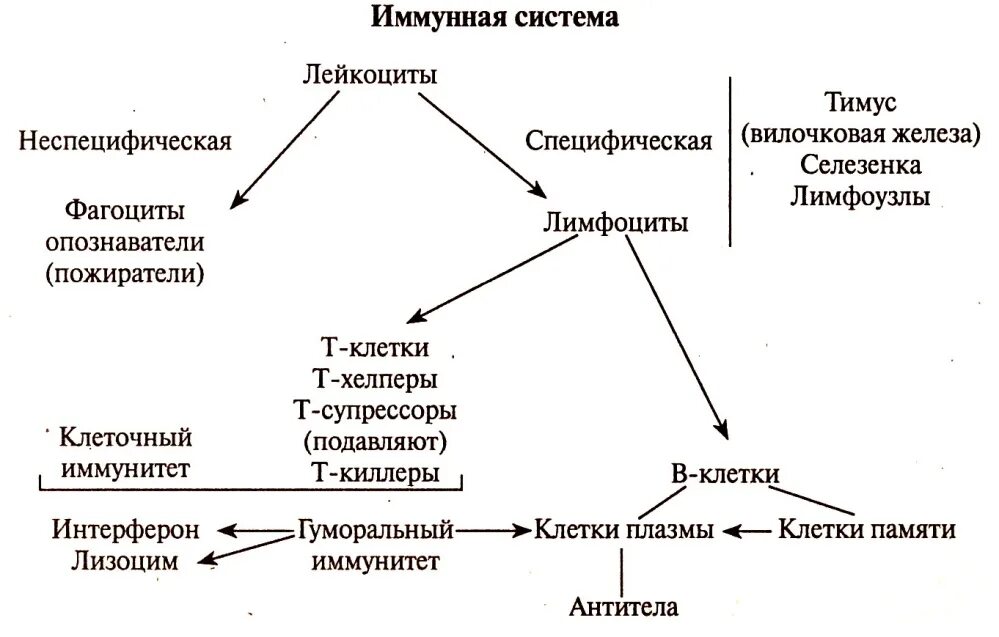 Иммунная составляющая. Имунна я система схема. Иммунная система организма схема. Схема работы иммунной системы. Иммунная система человека схема 8 класс.