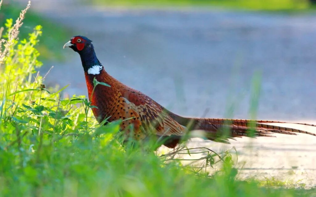 Фазановая птица сканворд. Фазан Аргус. Кубанский фазан. Phasianus colchicus. Ареал фазана.