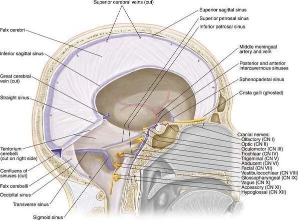Синусы синусы твердой мозговой оболочки. Синусы твердой мозговой оболочки схема. Поперечный синус твердой мозговой оболочки. Топография синусов твердой мозговой оболочки. Наружная оболочка латынь