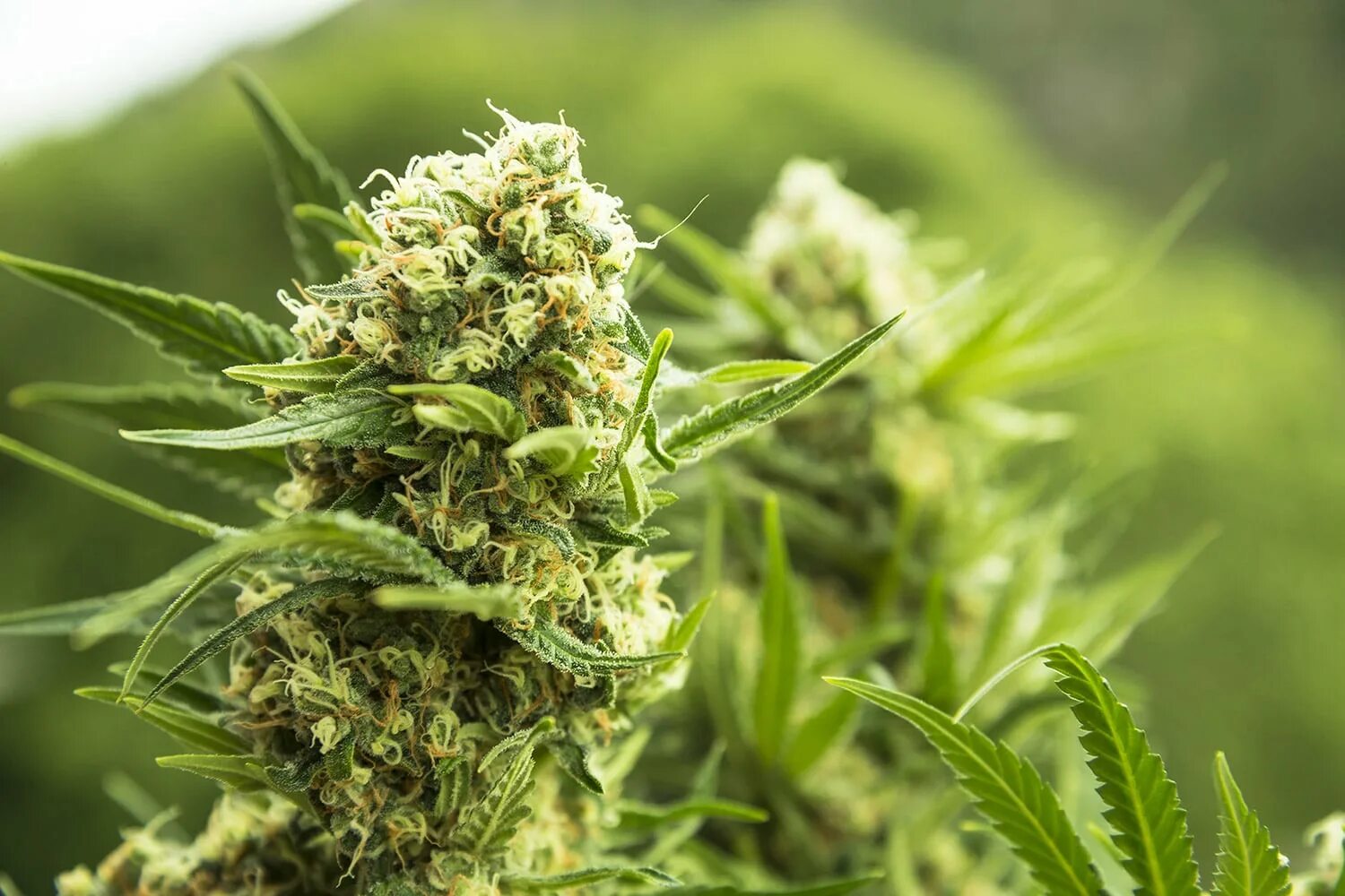 пустырник leonurus cardiaca. трава пятипальчик. трава побочные. тысячелистник обыкновенный лрс. болиголов крапчатый.