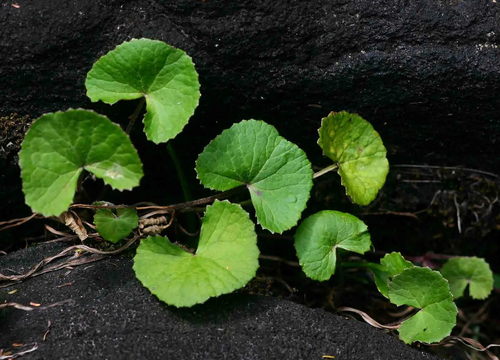 Центелла азиатская. Центелла азиатская (Готу кола). Центелла азиатская Centella Asiatica. Centella Asiatica растение.