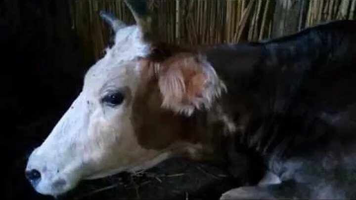 Cattle Exploitation - Dairy - 08 - Animal Exploitation Photo Journal and Gallery