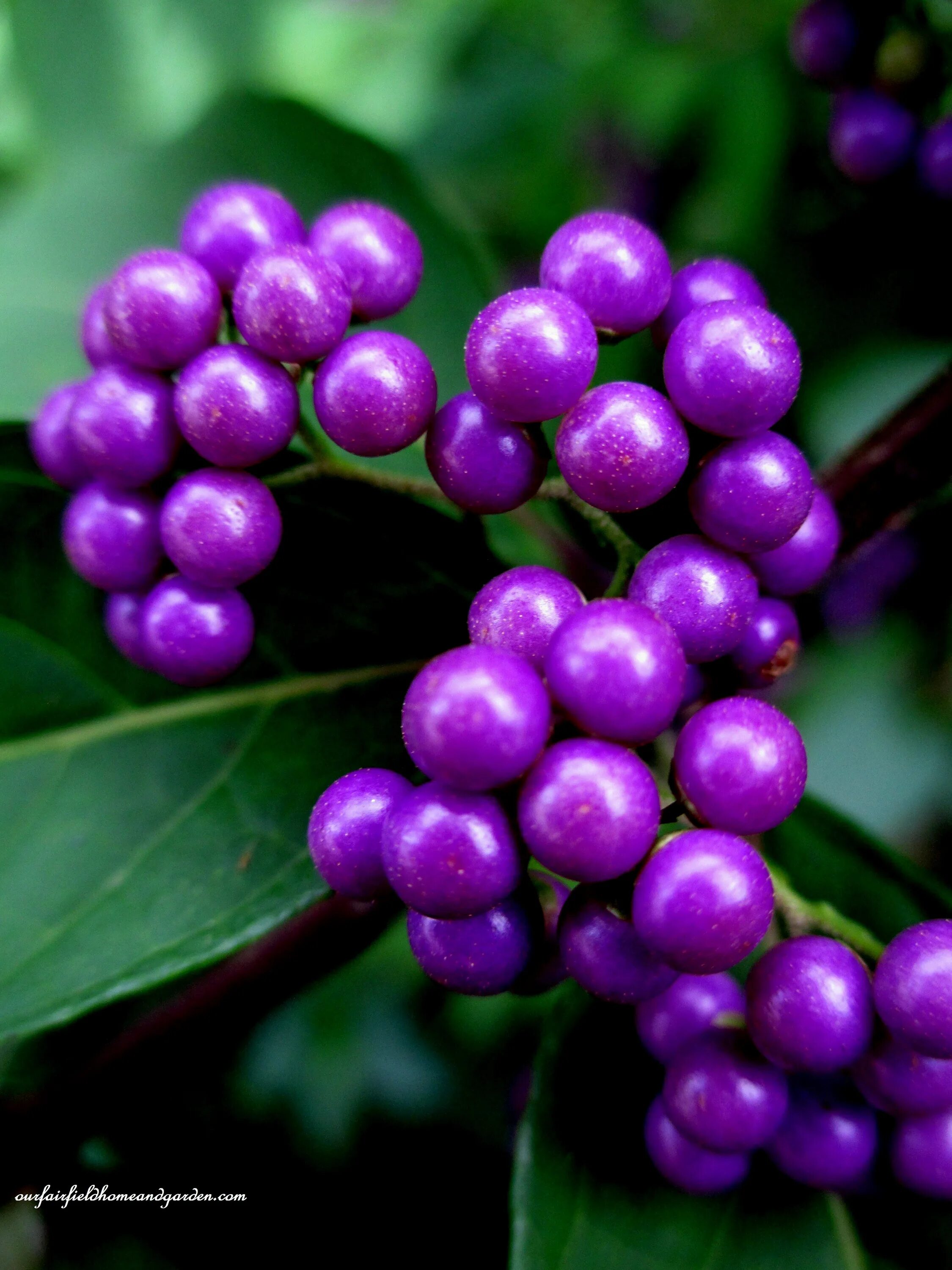 Purple berry