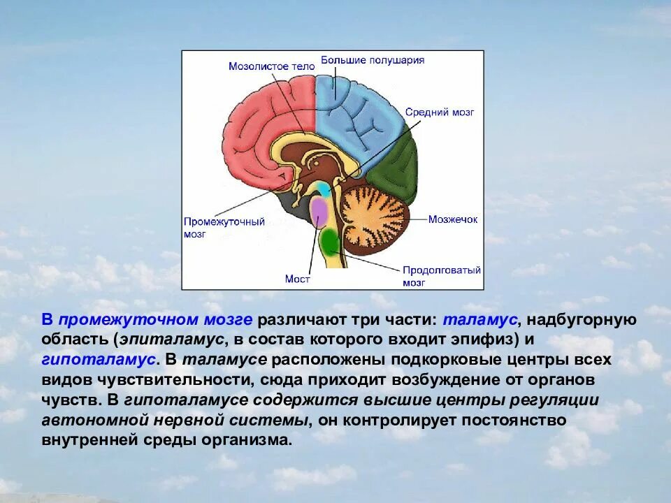 Большое полушарие мозолистое тело мост гипоталамус. Отделы головного мозга центры регуляция дыхания. Проводниковая функция мозжечка. Рефлекторный отдел мозга. Продолговатый мозг центры регуляции.