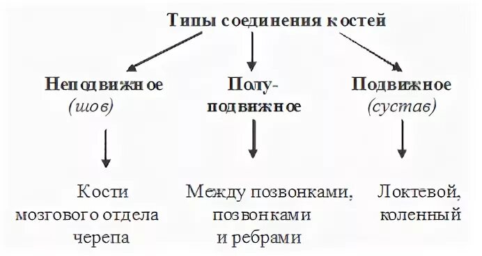 Кафедра нормальной анатомии Общая медицина Понятие о соединениях