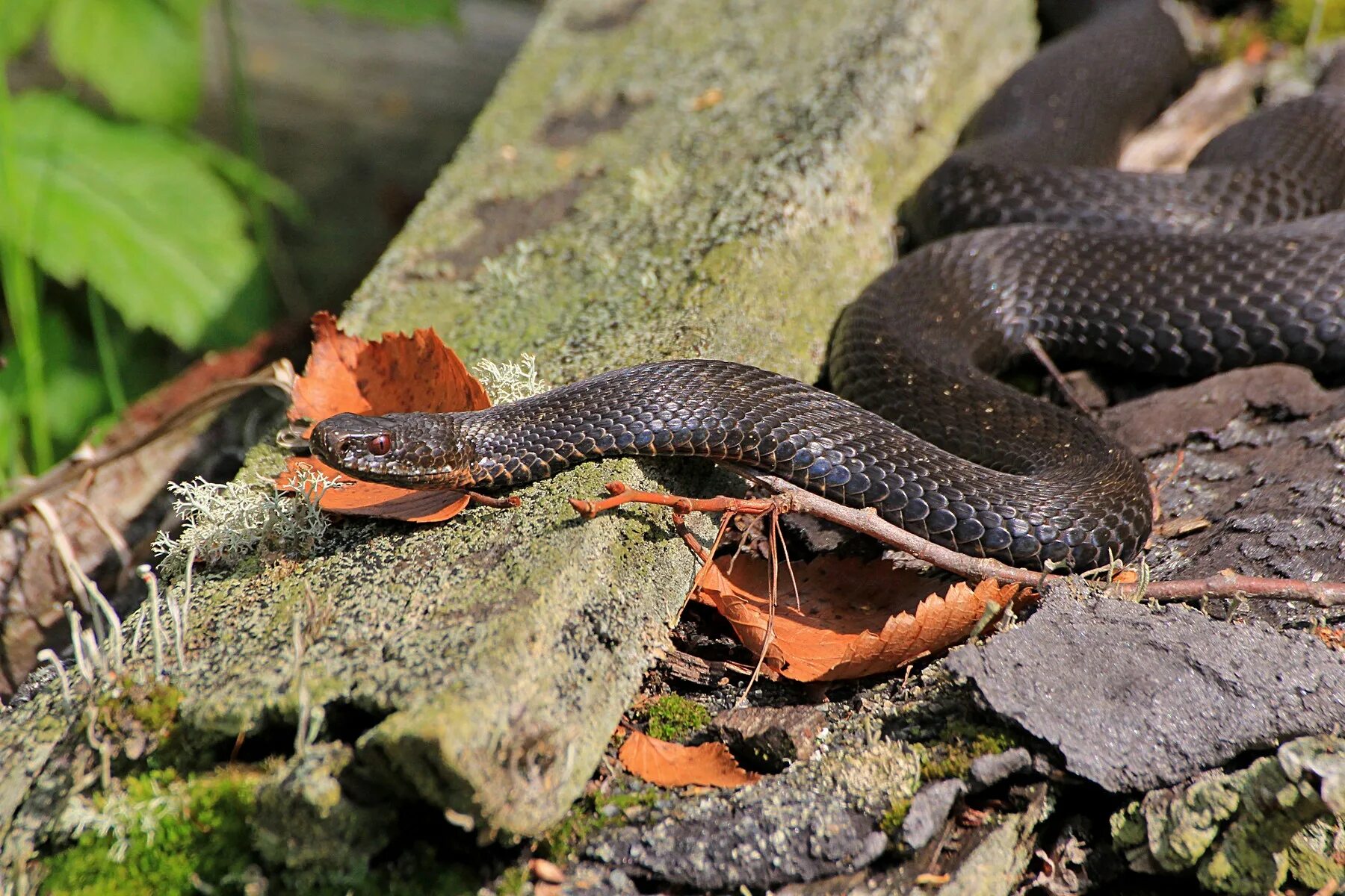 Подмосковная гадюка обыкновенная. Гадюки в подмосковье. Черная болотная гадюка. Лесостепная гадюка. Гадюка обыкновенная черная.
