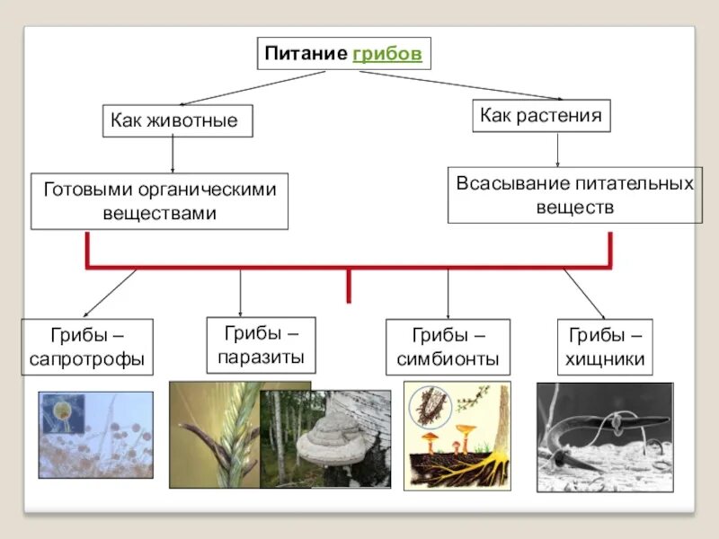 Типы питания грибов 5 класс биология. Схема питания грибов 5 класс биология. Схема способы питания грибов. Питание грибов 5 класс биология кратко. Группы грибов по питанию