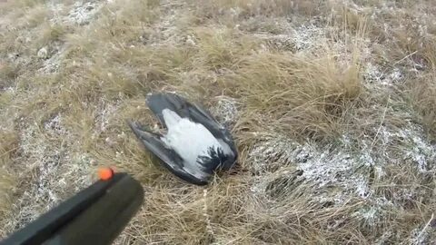 Охота на ворон