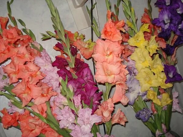 Когда вытаскивать гладиолусы. Гладиолусы рассадой. гладиолус фризлд корал лейс. гладиолусы в горшках. гладиолусы в кашпо.