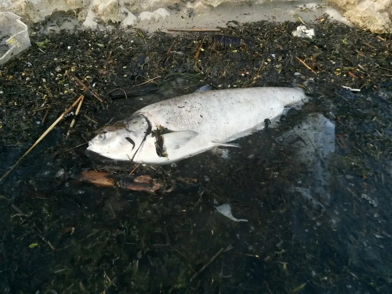 Матырское водохранилище рыбы. Матырское водохранилище липецк. Рыба на рефтинском водохранилище. Рыба матырского водохранилища. Рыбалка на матырском водохранилище.
