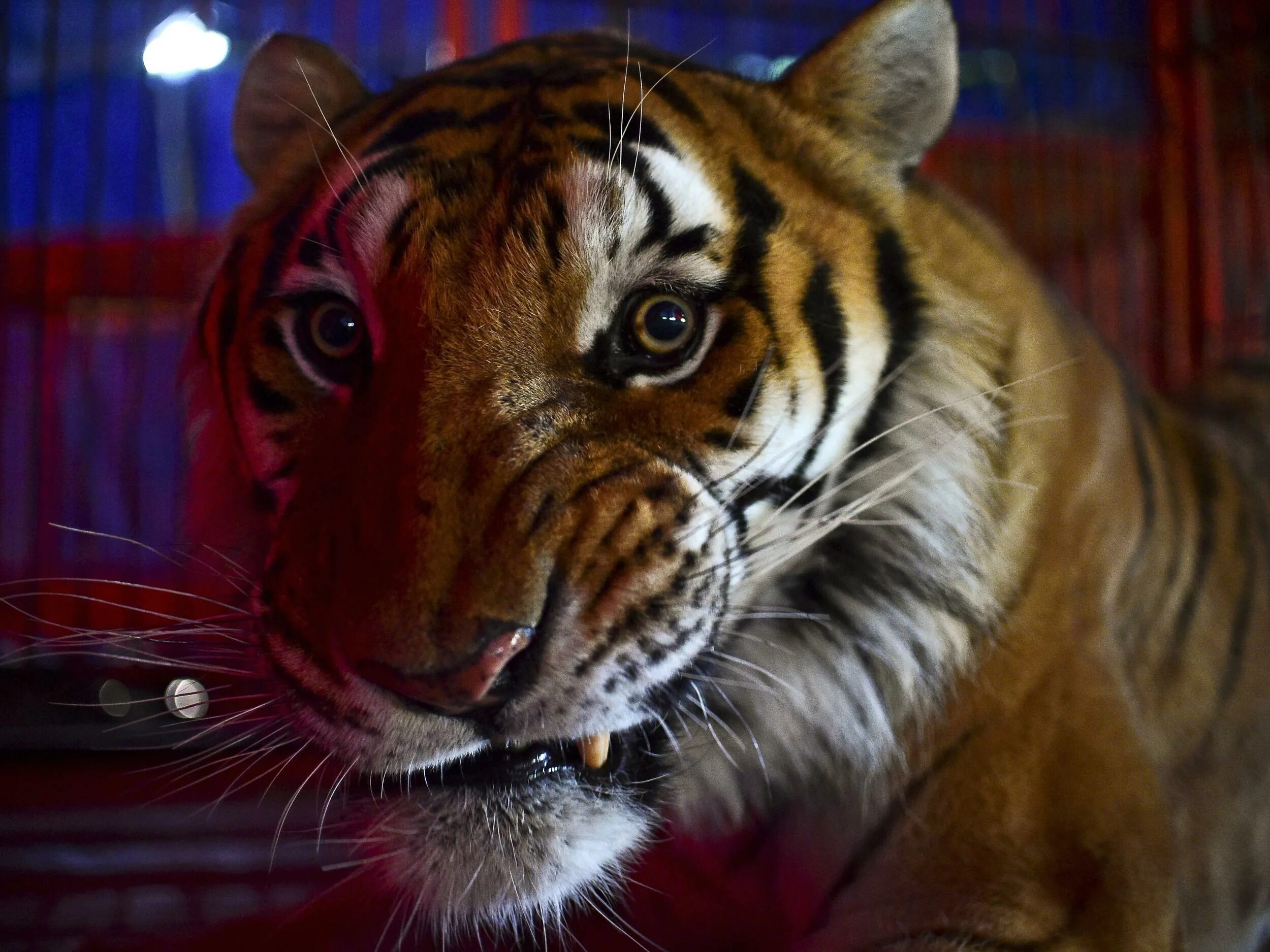 Совмещение тигров. Тигр геншин. Тигрица с тигрятами. Совмещение тигров. Тигр в доспехах.