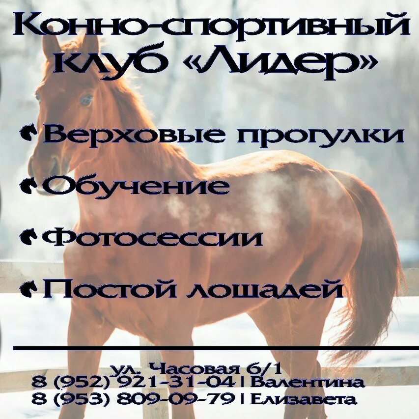 Конный клуб сызрань. Кск лидер лошади. конный клуб лидер новосибирск. конюшни в новосибирске. конно-спортивный клуб омск.