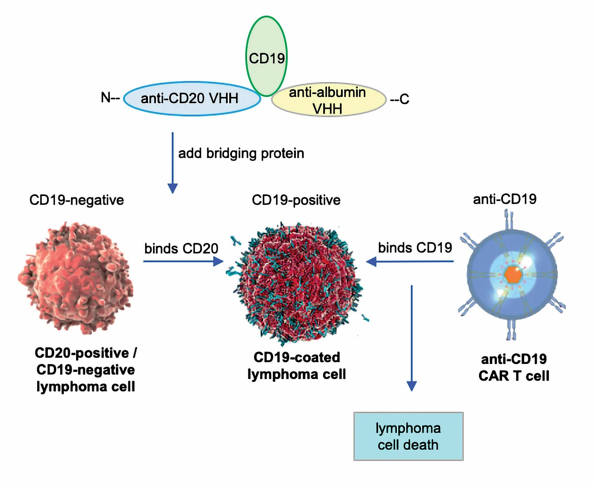 Т клетки памяти иммунология. Cd19 лимфоциты. Cd197+ т-клетки. Cd19 клетки. Т и б клетки