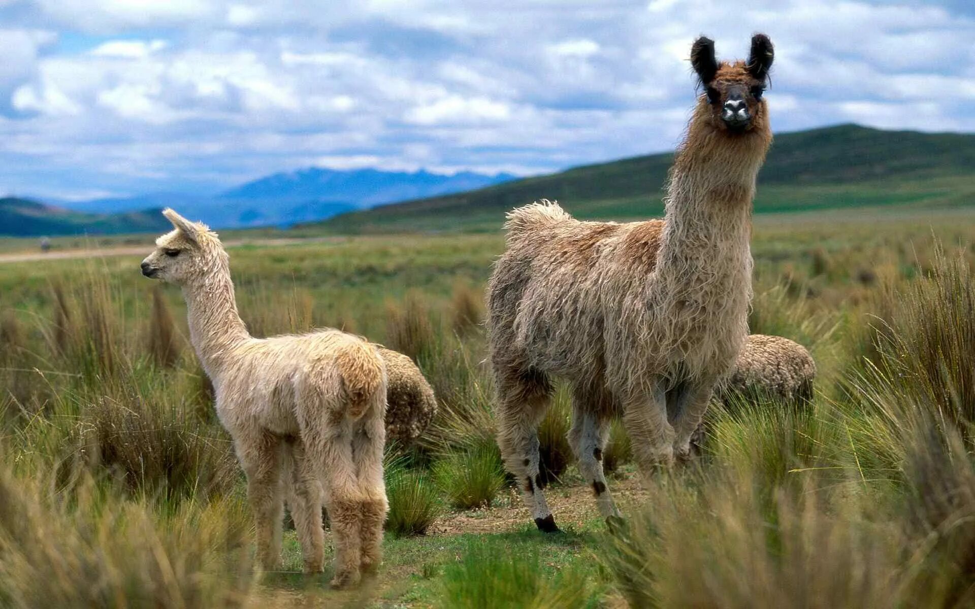 Лама альпака гуанако Викунья. Лама гуанако в Южной Америке. Лама альпака Викунья гуанако отличия. Чили ламы.