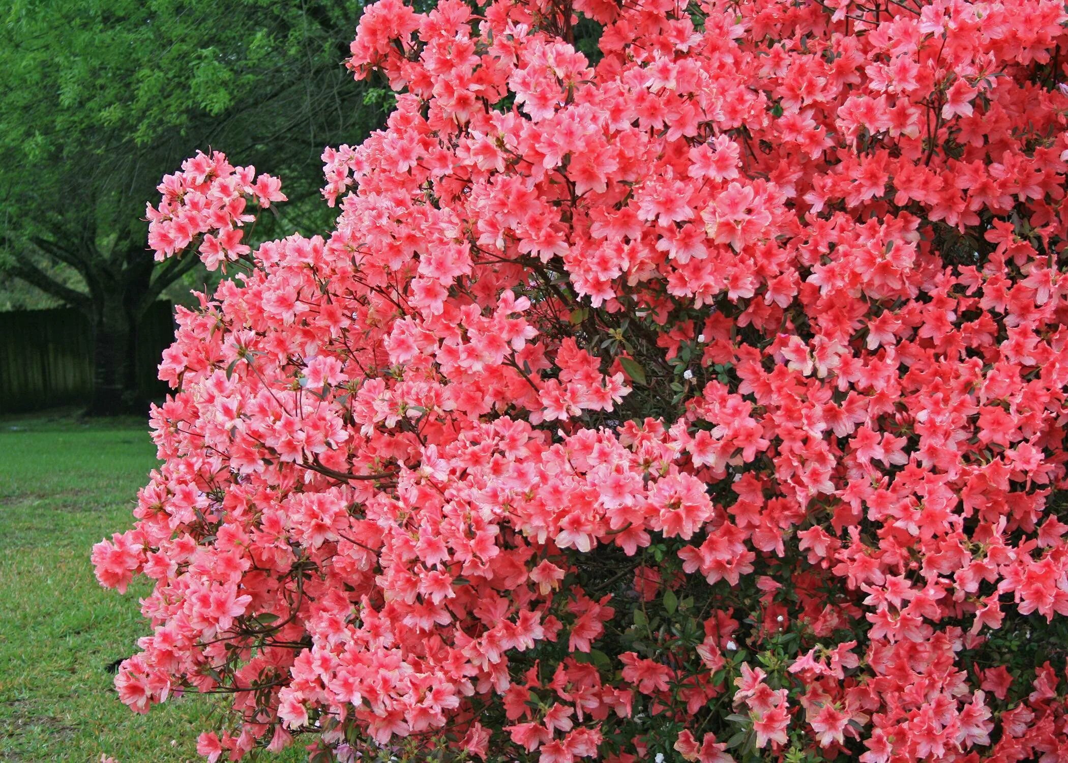 Название цветущих кустарников все лето. Рододендрон спирея.