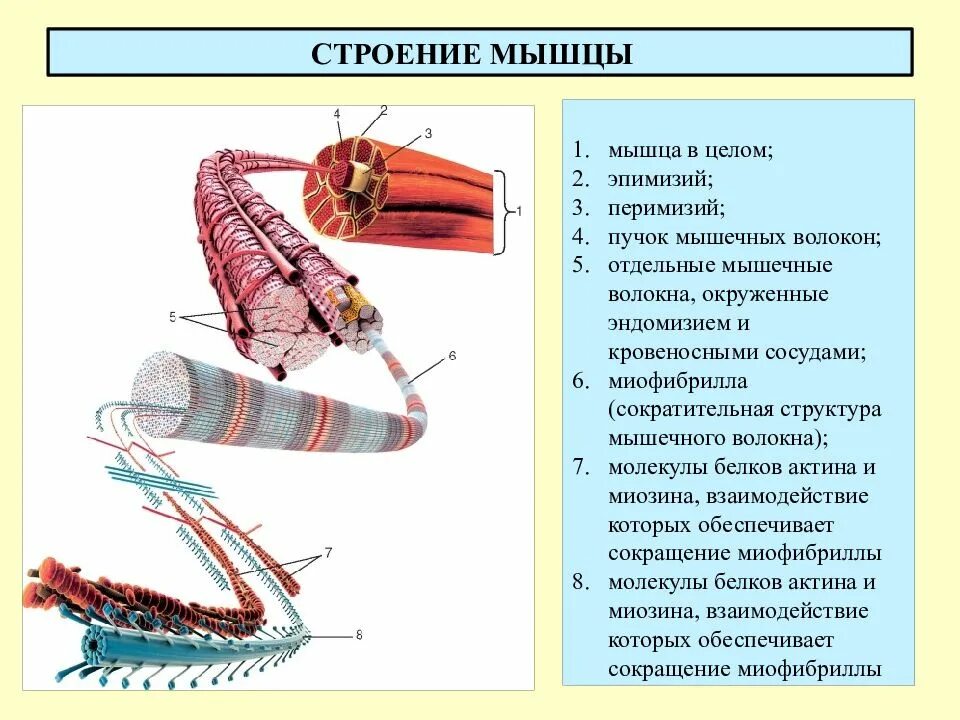 Мускулатура состоит из одного слоя продольных мышц. Строение мышц пучки мышечных волокон. структура строение мышечного волокна. строение мышечного волокна анатомия. строение строение мышечной клетки.