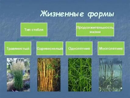 Водоросли жизненный