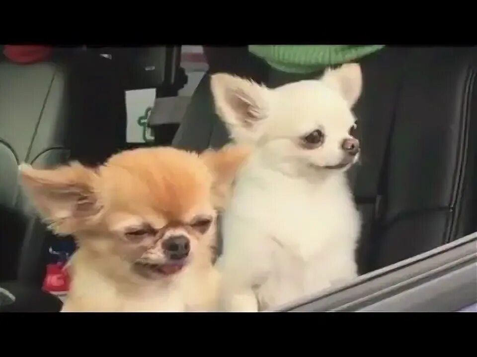 Две собаки в машине мем A Video Of A Tiny Dog Falling Over Has Become An Extremely Relatable Meme Funny
