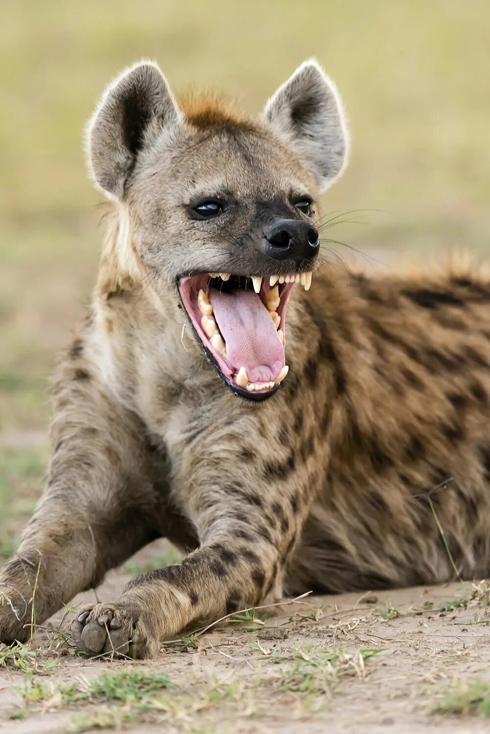Самое маленькое хищное млекопитающее. Кавказская гиена. Гиены пятнистая гиена. Животные Африки гиена. Детеныш пятнистой гиены.