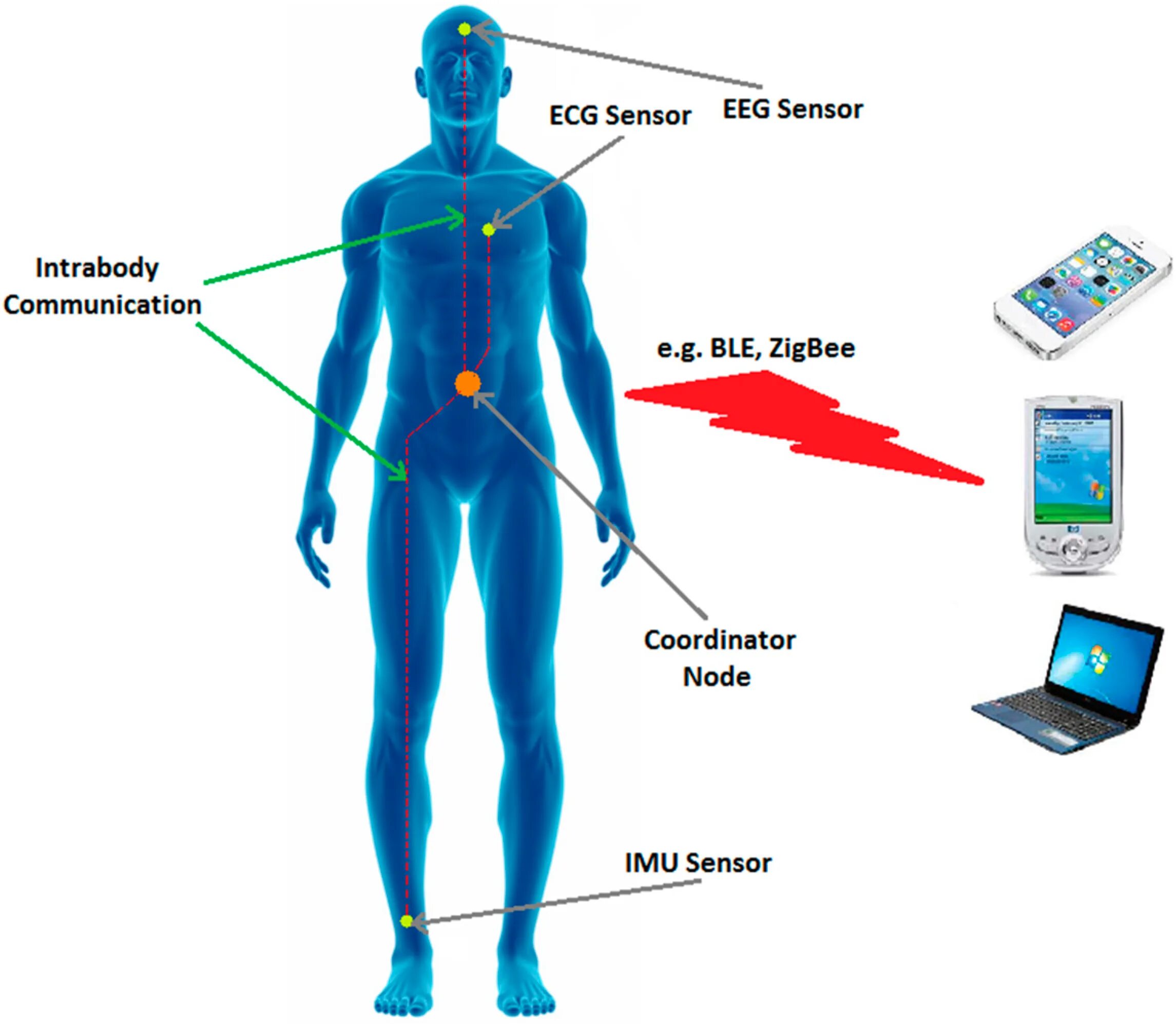 Нательная компьютерная сеть. Ban — нательная компьютерная сеть. Body area Networks. Body sensor. Body communication