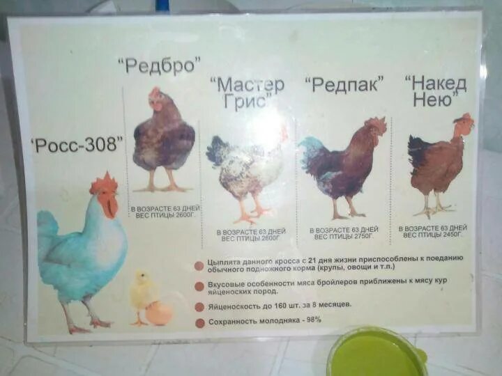 Бройлер росс 308 описание фото отзывы. Бройлер кобб 308. куры бройлеры росс 308. порода кур бройлер росс 308. вес бройлера росс 308.